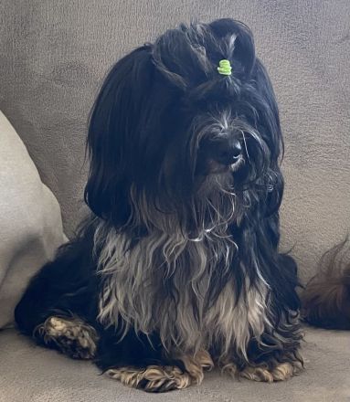 Havaneser Deckrüde Rocki von den Haseltaler Strolchen