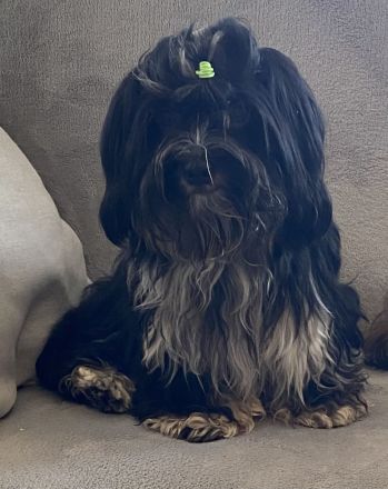 Havaneser Deckrüde Rocki von den Haseltaler Strolchen