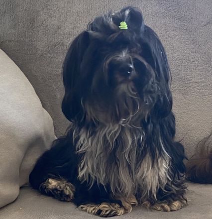 Havaneser Deckrüde Rocki von den Haseltaler Strolchen