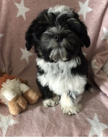 Havaneser Deckrüde Rocki von den Haseltaler Strolchen