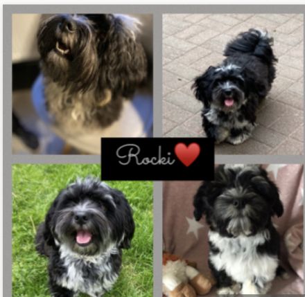 Havaneser Deckrüde Rocki von den Haseltaler Strolchen