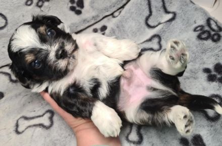 Havaneser Deckrüde Rocki von den Haseltaler Strolchen