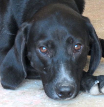 Missouri (noch im Tierheim auf Zypern)