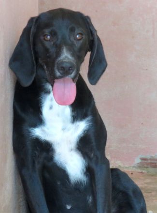 Missouri (noch im Tierheim auf Zypern)