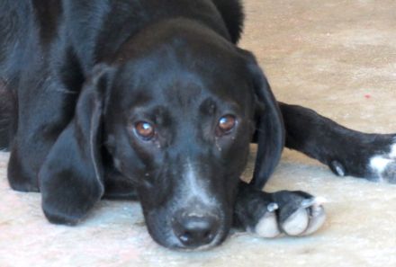 Missouri (noch im Tierheim auf Zypern)