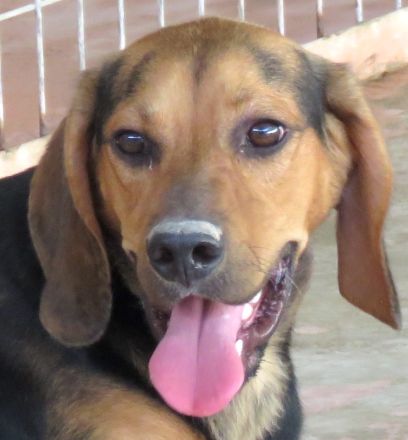 Missouri (noch im Tierheim auf Zypern)