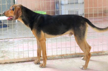 Missouri (noch im Tierheim auf Zypern)