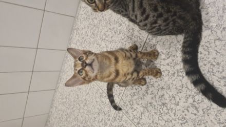 Wir haben einen Abgabebereiten reinrassigen Bengal