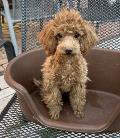 Die Welpen sind gechipt und 2 x geimpft und ab sofort