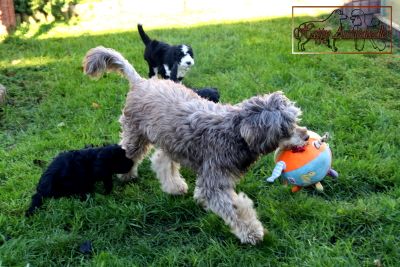 Einzigartige, außergewöhnlich hübsche MINI AUSSIEDOODLE