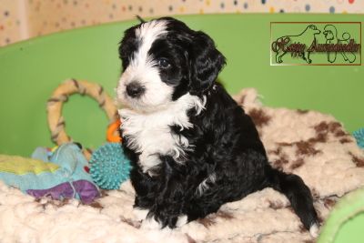 Einzigartige, außergewöhnlich hübsche MINI AUSSIEDOODLE