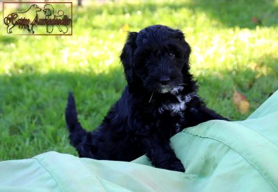 Einzigartige, außergewöhnlich hübsche MINI AUSSIEDOODLE