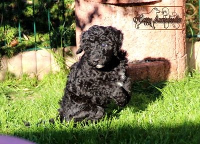 Einzigartige, außergewöhnlich hübsche MINI AUSSIEDOODLE