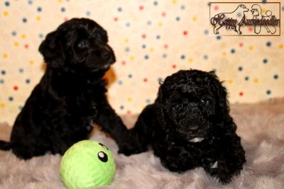 Einzigartige, außergewöhnlich hübsche MINI AUSSIEDOODLE