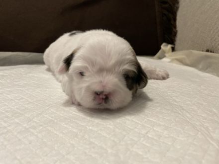 Hallo! Wir sind 4 kleine Shih Tzu / Jack Russel Mix