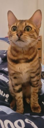 Maliya & Kleo, Das sind Maliya (2) und Kleo (9 Monate).