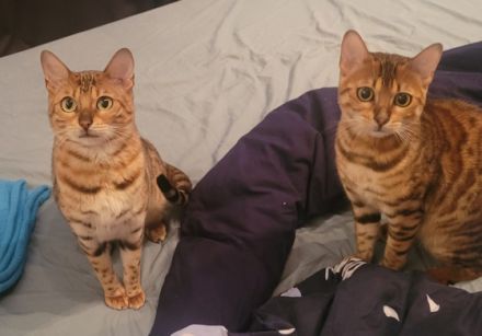 Maliya & Kleo, Das sind Maliya (2) und Kleo (9 Monate).