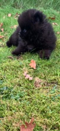 Unsere zwei hübsche Pomeranian Bärchen, beides Rüden,
