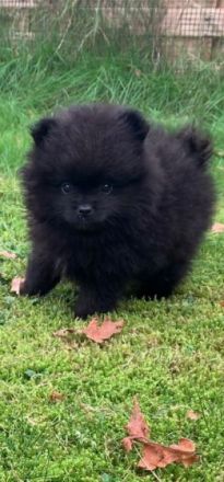 Unsere zwei hübsche Pomeranian Bärchen, beides Rüden,