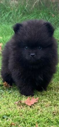 Unsere zwei hübsche Pomeranian Bärchen, beides Rüden,