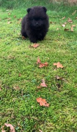 Unsere zwei hübsche Pomeranian Bärchen, beides Rüden,