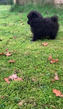 Unsere zwei hübsche Pomeranian Bärchen, beides Rüden,