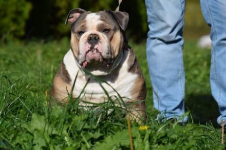 Unsere Welpen sind auf der Suche nach einem