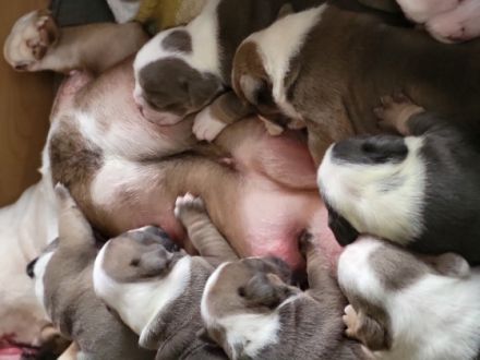 Unsere Welpen sind auf der Suche nach einem