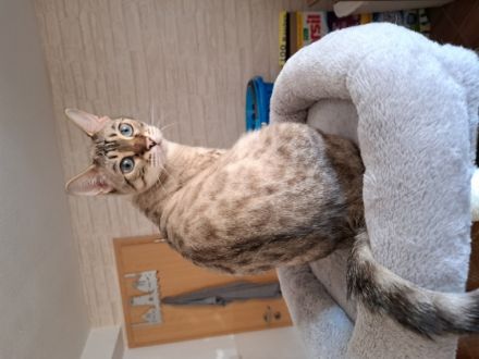 Bengalflegance Nayla, Hallo, wir müssen leider unsere