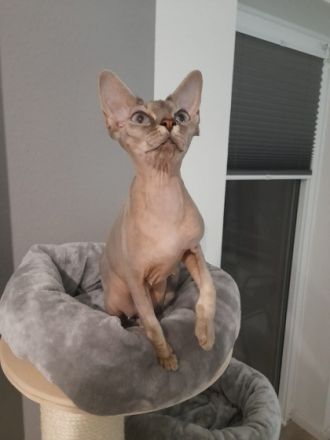 Sphynx Katze, Leider müssen wir uns von Penelope