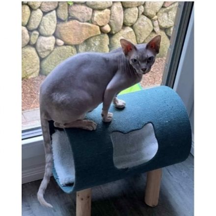 Sphynx Katze, Leider müssen wir uns von Penelope