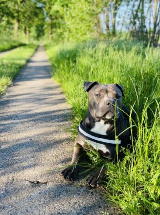 Wir suchen für unseren zwei jährigen American