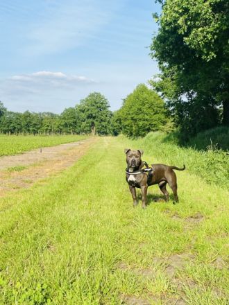 Wir suchen für unseren zwei jährigen American