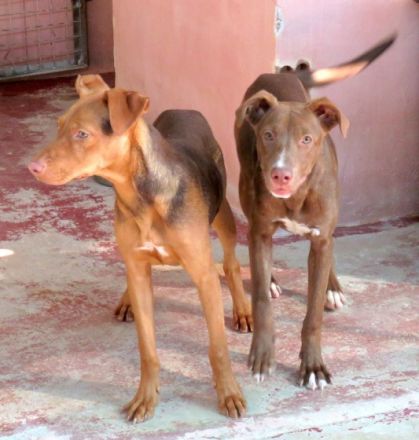 Jesie (Mischling, weiblich, Dobermann)