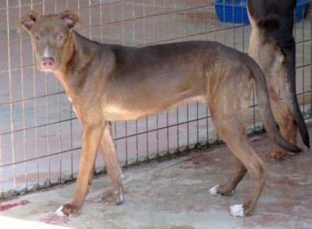 Jesie (Mischling, weiblich, Dobermann)