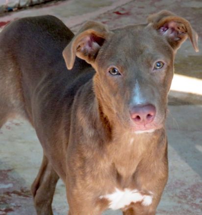 Jesie (Mischling, weiblich, Dobermann)