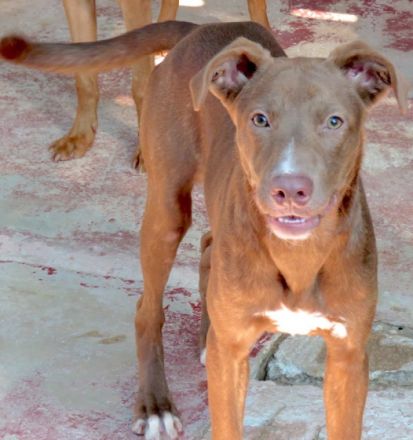 Jesie (Mischling, weiblich, Dobermann)