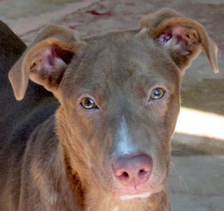 Jesie (Mischling, weiblich, Dobermann)
