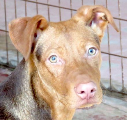 Mandy 4 (Mischling, weiblich, Dobermann)