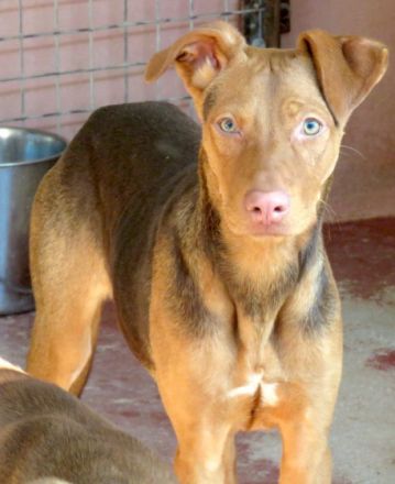 Mandy 4 (Mischling, weiblich, Dobermann)