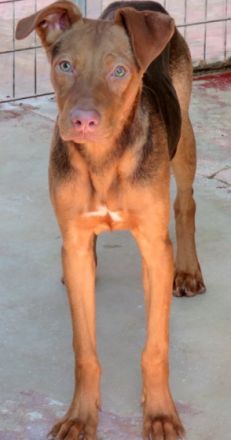 Mandy 4 (Mischling, weiblich, Dobermann)