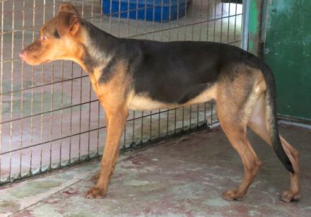 Mandy 4 (Mischling, weiblich, Dobermann)