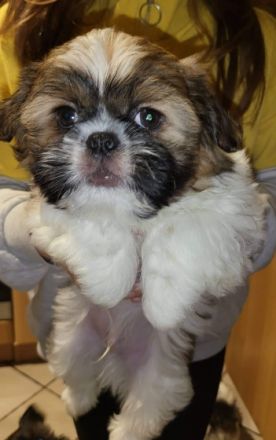 Der kleine knuddelige Toto wartet noch auf einen