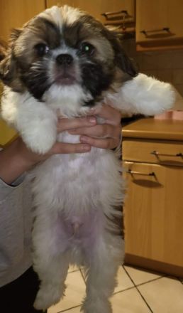 Der kleine knuddelige Toto wartet noch auf einen