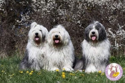 OES  von Laubenzedel