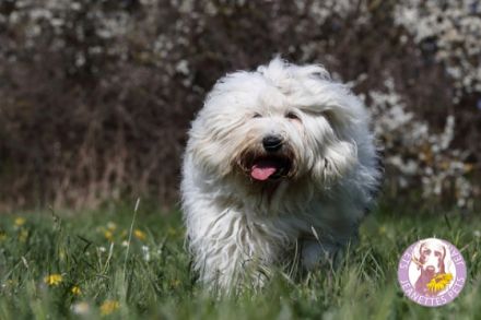 OES  von Laubenzedel