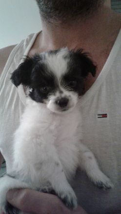 Unsere Welpen dürfen ab den .3.12 .22 ausziehen. Beide