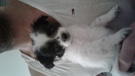 Unsere Welpen dürfen ab den .3.12 .22 ausziehen. Beide