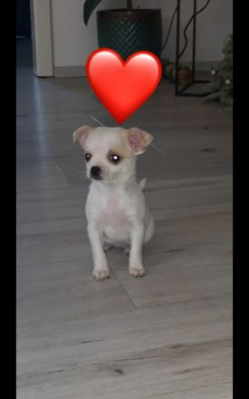 Unsere Welpen dürfen ab den .3.12 .22 ausziehen. Beide