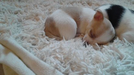 Unsere Welpen dürfen ab den .3.12 .22 ausziehen. Beide